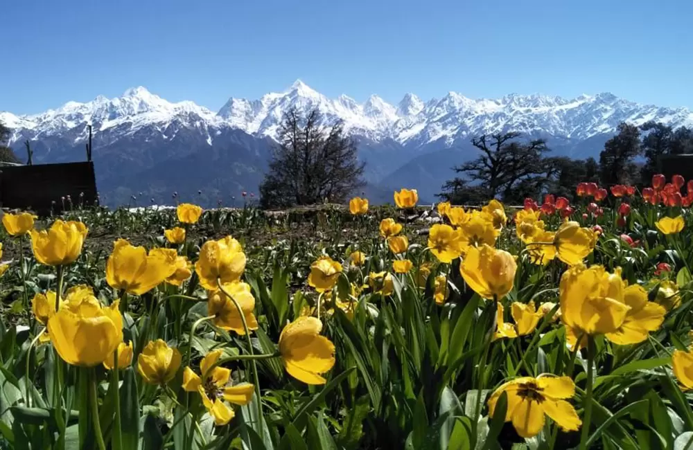 Tulip Garden in Munsiyari. Pic: Twitter Page of Trivendra Singh Rawat