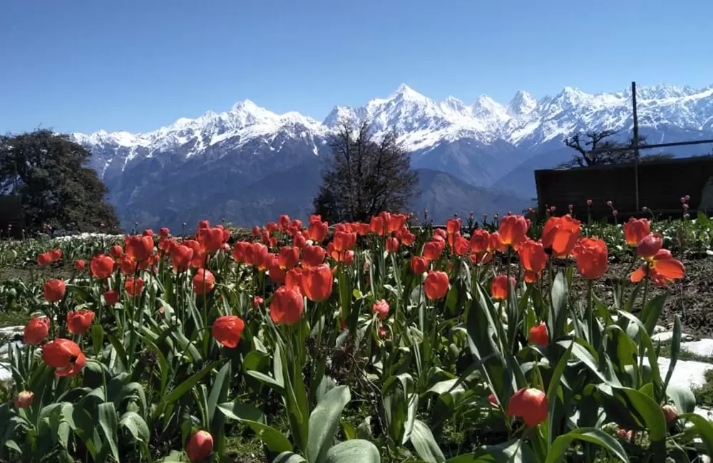 Tulip Garden in Munsiyari. Pic: Twitter Page of Trivendra Singh Rawat