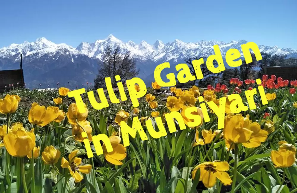 Munsiyari Tulip Garden. Pic: Twitter Page of Trivendra Singh Rawat