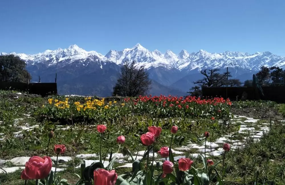 Tulip Garden in Munsiyari Eco Park. Pic: Twitter Page of Trivendra Singh Rawat