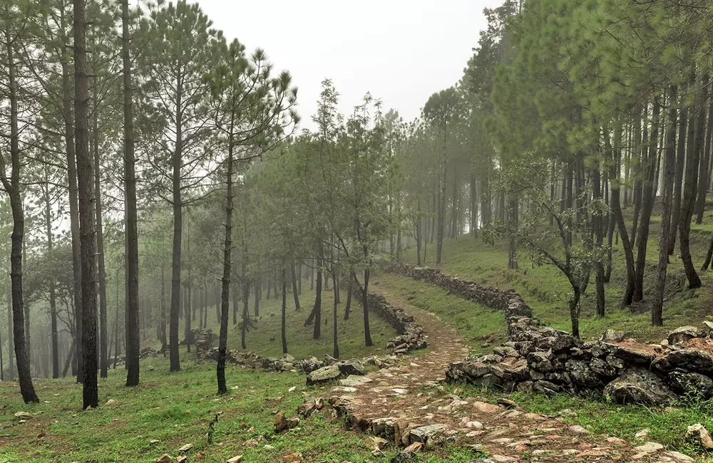 Pine forest in Nainidanda. Pic: 