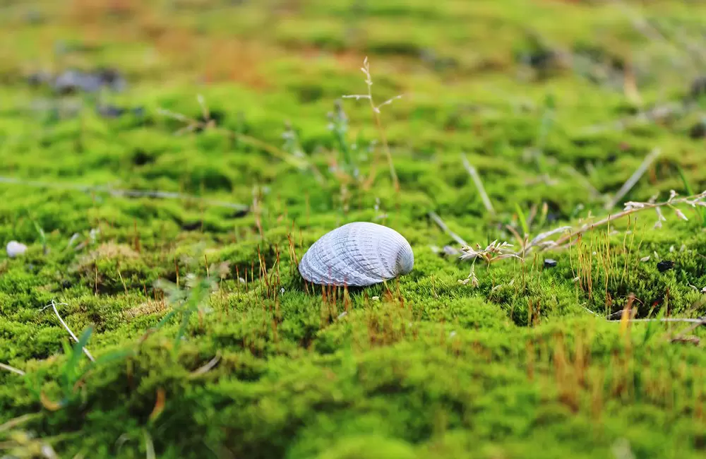 Moss. Pic: Pixabay: 1120190