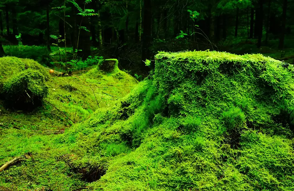 Moss Garden. Pic: Pixabay: 483206