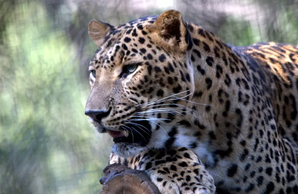 Leopard at Nainital Zoo.. Pic: Rcswarup 