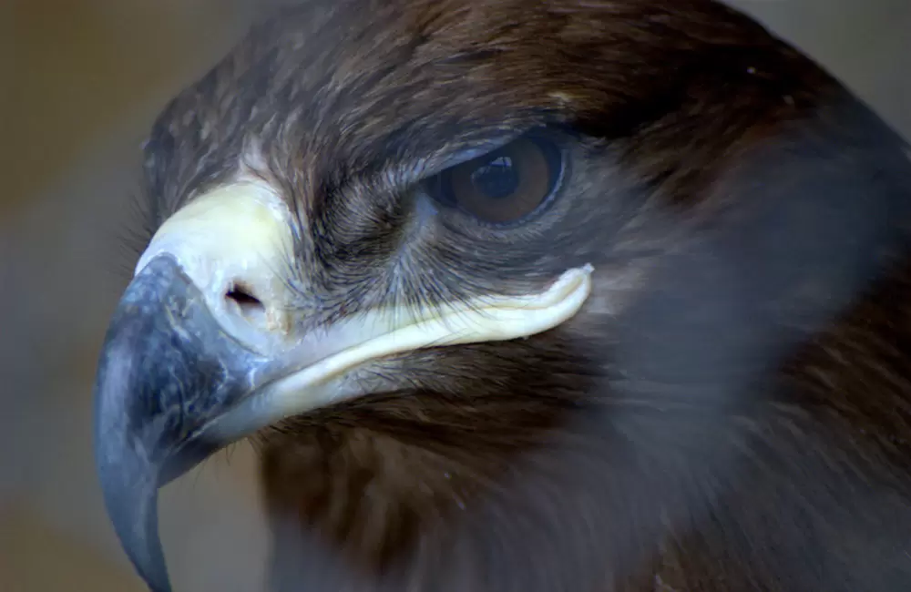 Brown eagle at Nainital zoo.. Pic: Rcswarup 