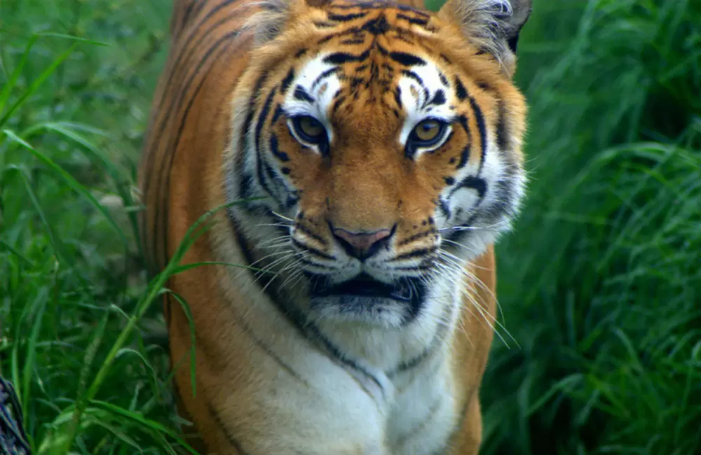 Tiger at Nainital Zoo. Pic: Rcswarup 