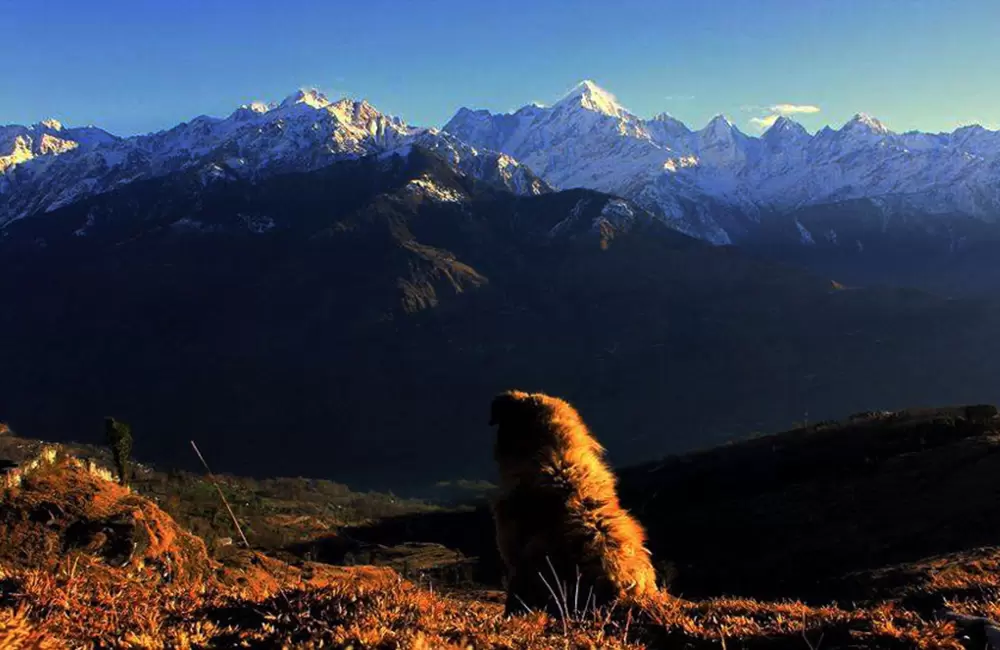 A dog sitting alone in front of panchchuli peaks. . Pic: Punethatapan 