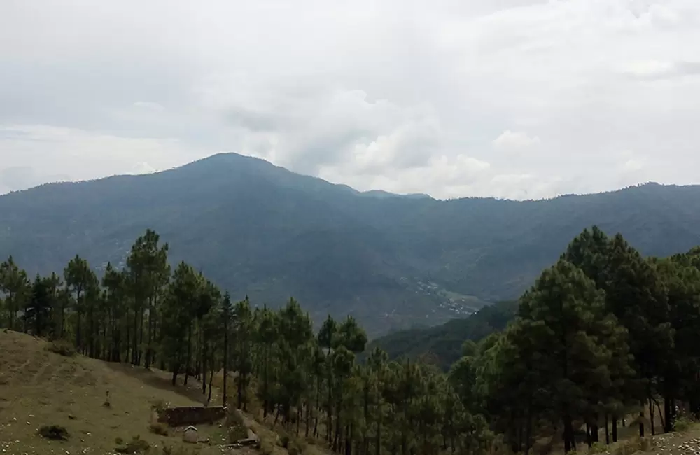 Morning view of dense green forest at Diwarkhali, Pauri Gharwal.. Pic: Bhupendersinghkunwar 