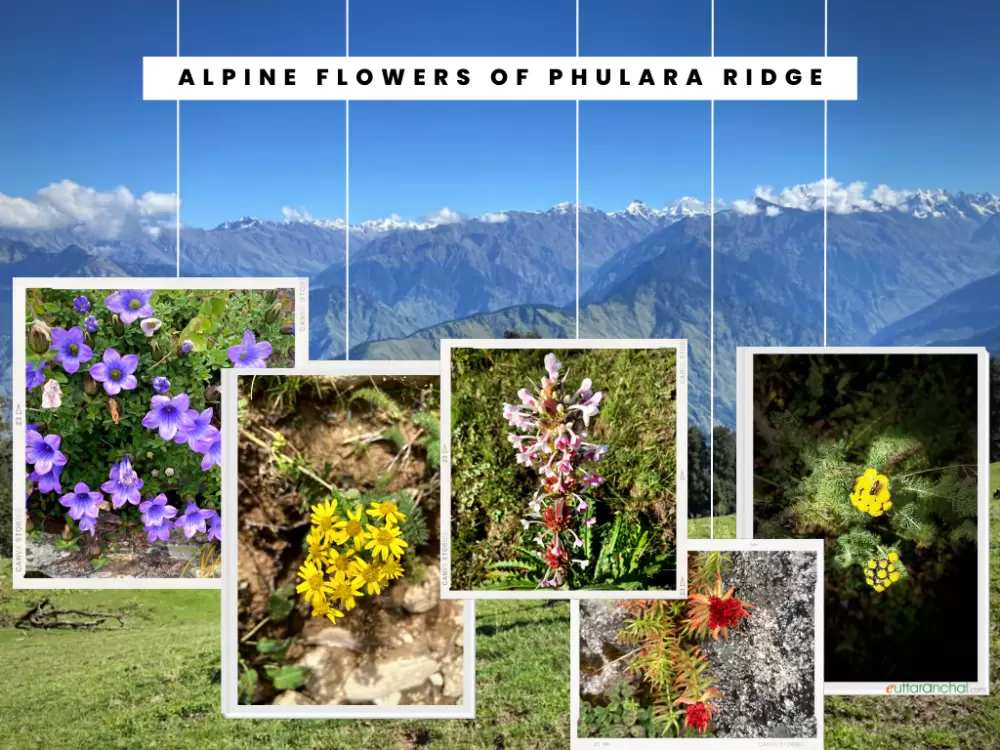 Phulara Ridge. Pic: 