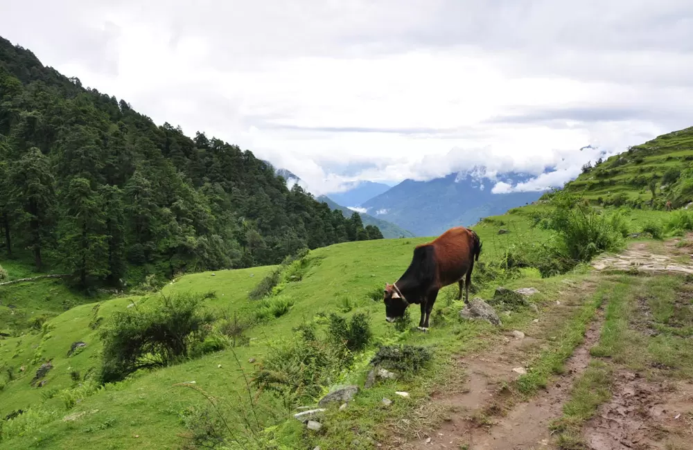 Greens fields near Pithoragarh valley.. Pic: Sudeept 