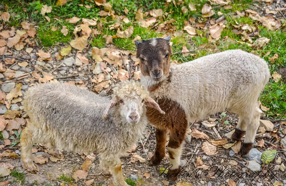 Couple Sheep -Looks like they are trained to give Poses, Enroute Roopkund Lake. Pic: Sachin.kansal18 