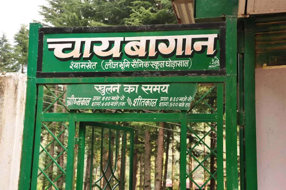 Shyamkhet Tea Garden in Ghorakhal. Pic: 