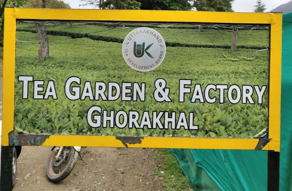 Ghorakhal Tea Garden and Factory. Pic: 