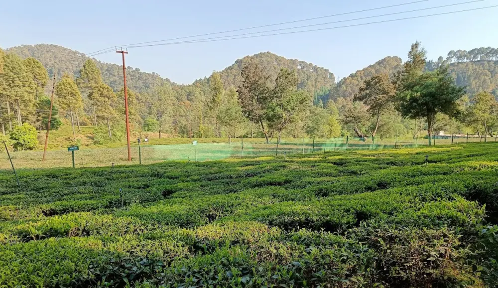 Shyamket Tea Garden. Pic: 