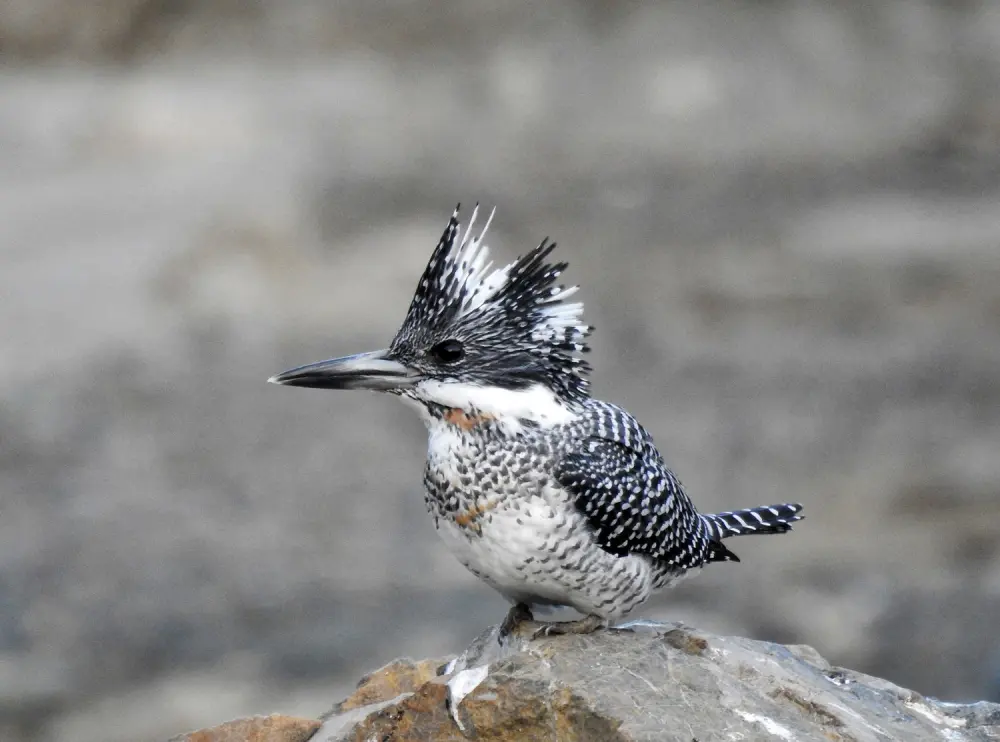 Crested Kingfisher in Sindhudi Kumartha Biosphere. Pic: © Aranyam River Retreat