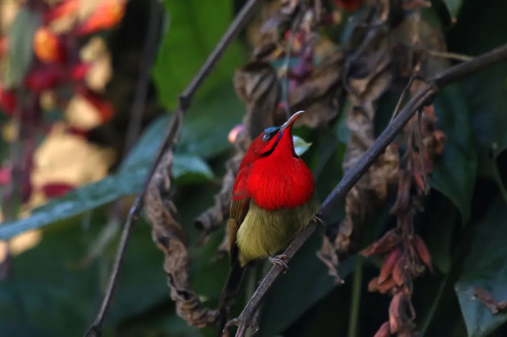 Birds in Sindhudi Kumartha Biosphere. Pic: © Aranyam River Retreat