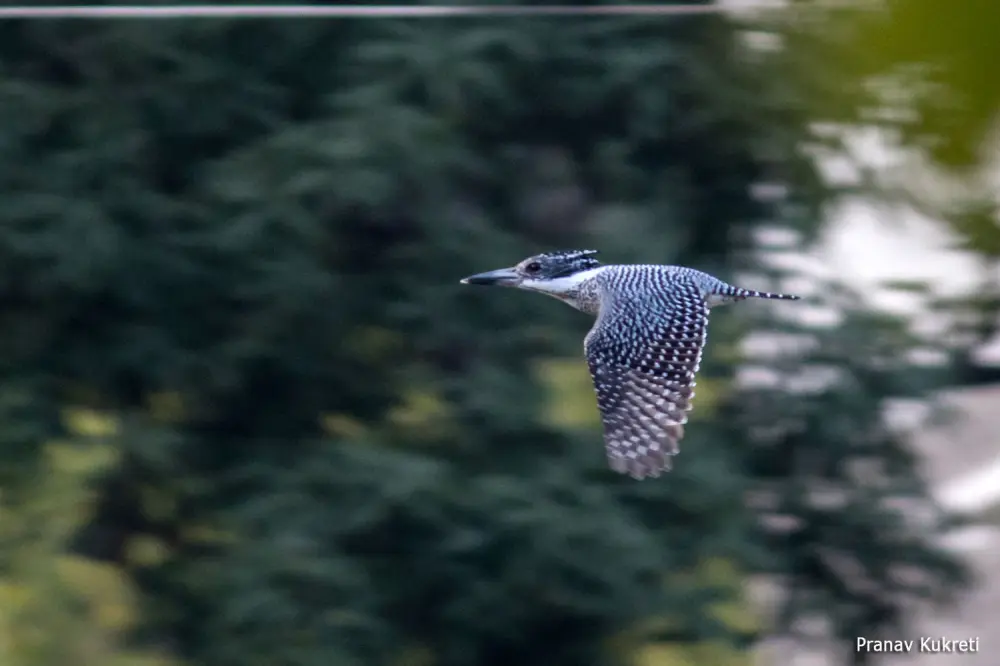 Birds in Sindhudi Kumartha Biosphere. Pic: © Aranyam River Retreat