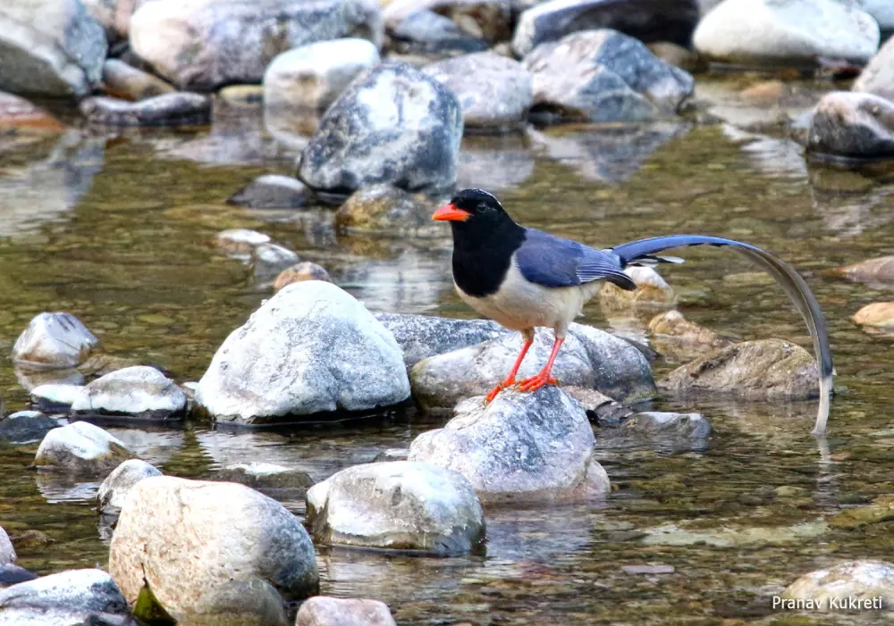 Red-Billed Blue Magpie in Sindhudi Kumartha Biosphere. Pic: © Aranyam River Retreat