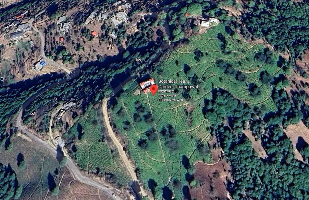 Tea Garden Champawat Satellite View. Pic: Google Maps