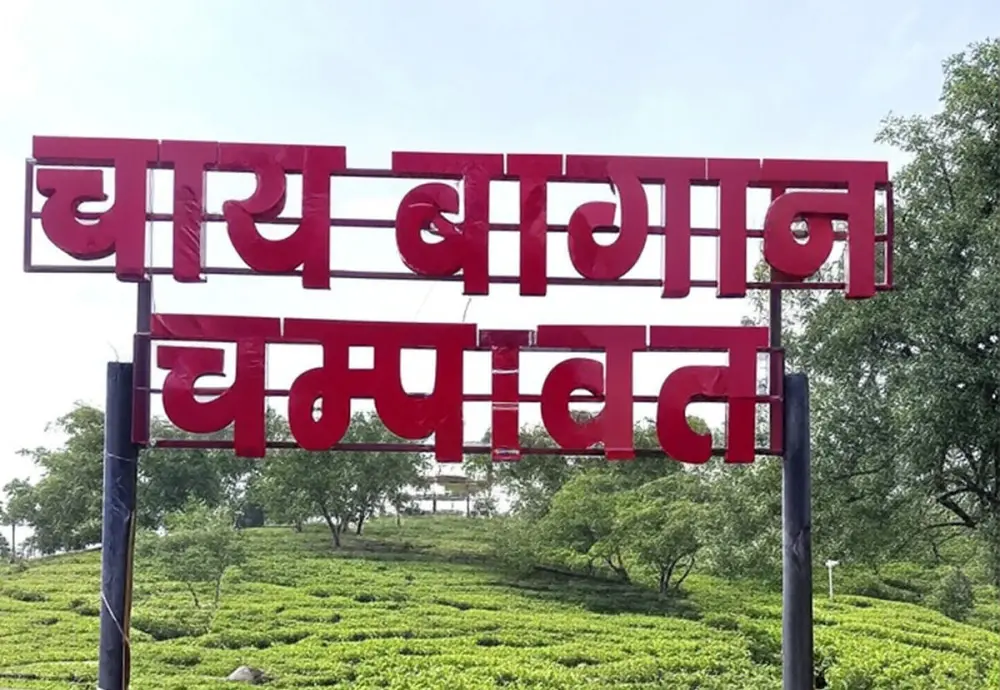 Tea Garden Champawat. Pic: 