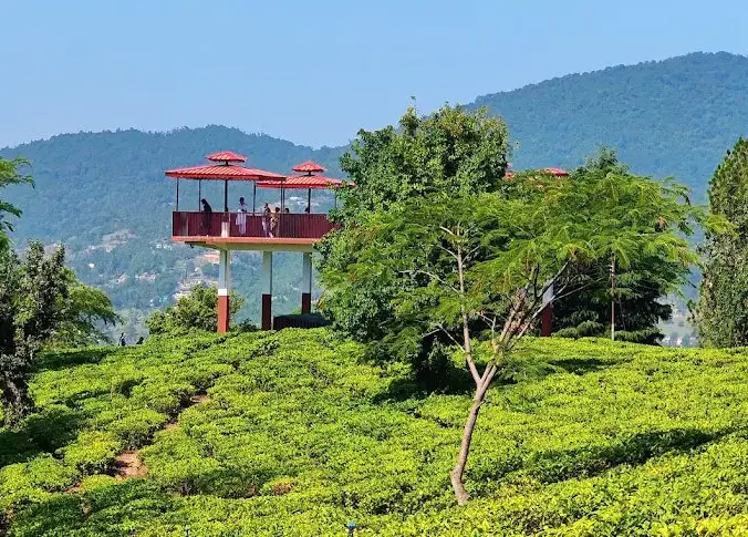Tea Garden Champawat. Pic: 