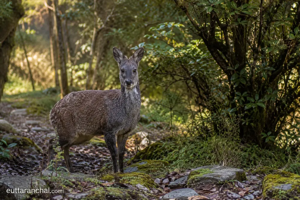 Wildlife in Kanchula Korak Musk Deer Sanctuary. Pic: 