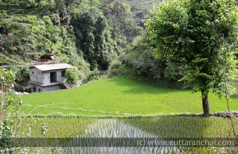 Paddy fields just 200 mts before Tiger fall. Pic: 