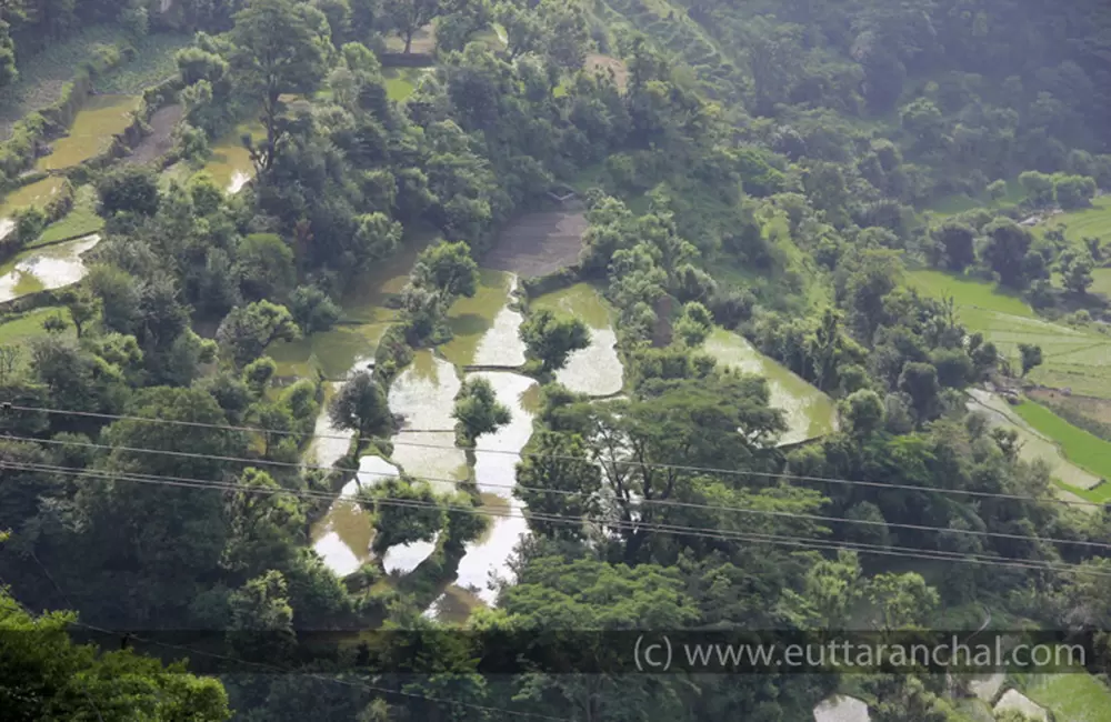 Paddy fields during the trek to waterfall. Pic: 