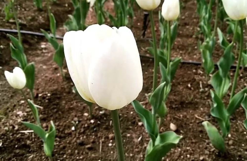 Tulip Flowers in Gopeshwar. Pic:  @shakshiibhandari1122016