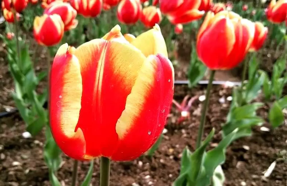 Tulip Flowers in Gopeshwar garden. Pic:  @shakshiibhandari1122016