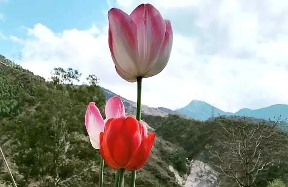 Tulip Flowers in Gopeshwar. Pic:  @shakshiibhandari1122016