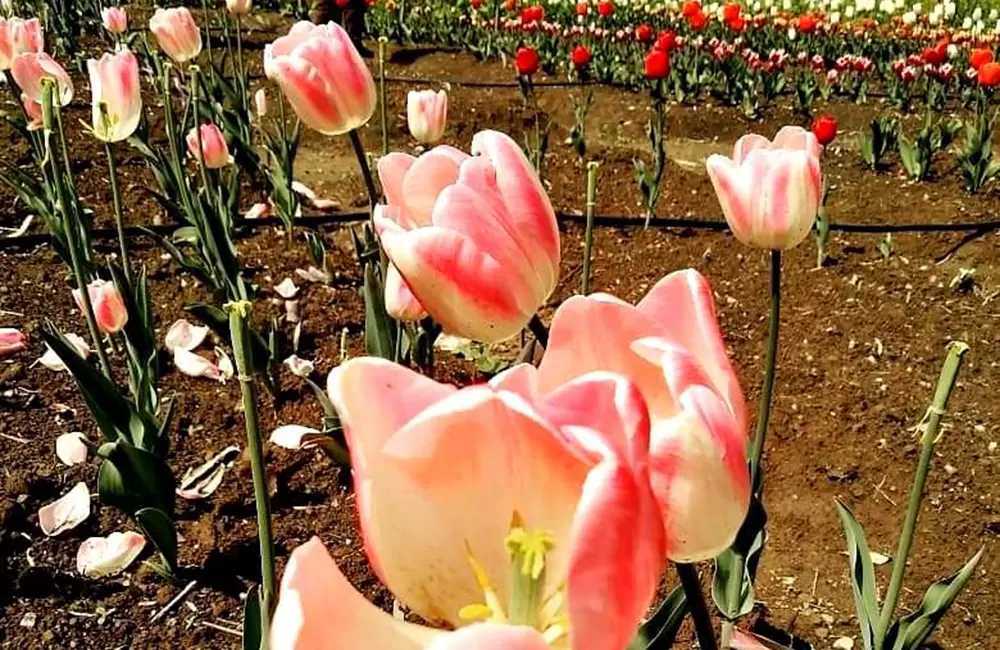 Tulip Flowers in Gopeshwar. Pic:  @shakshiibhandari1122016