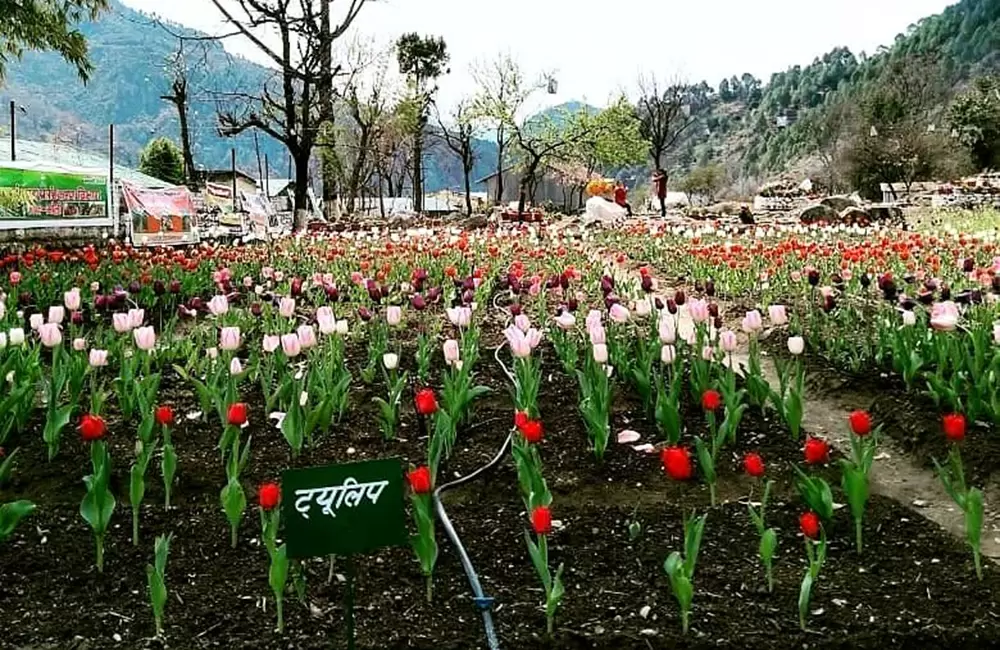 Tulip Flowers in Gopeshwar. Pic:  @shakshiibhandari1122016