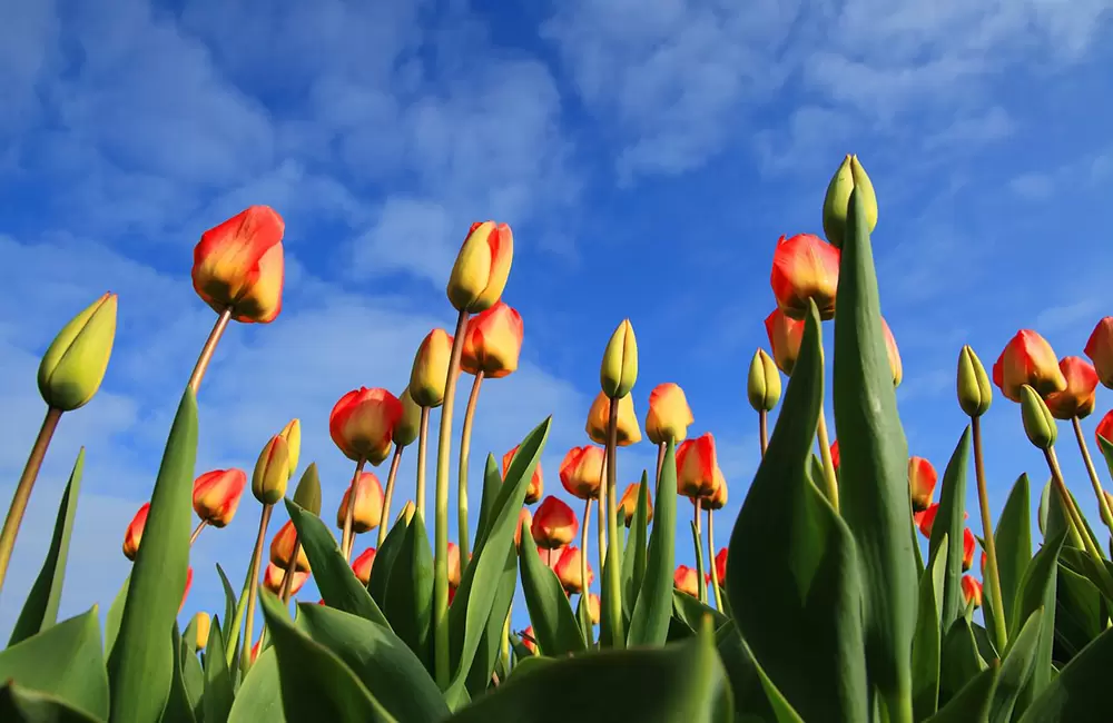 Tulip Flowers (not of Pithogragarh). Pic: Pixabay: 21598