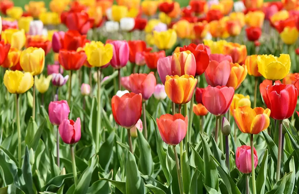 Tulip Flowers (not of Pithogragarh). Pic: Pixabay: 3359902