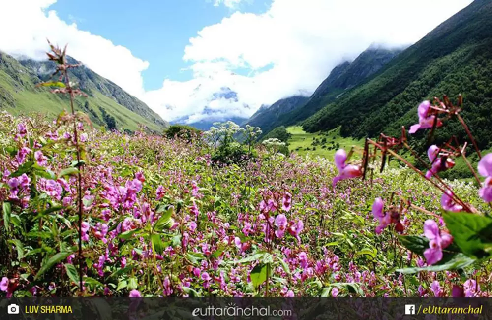 Valley of Flowers. Pic: Luv Sharma