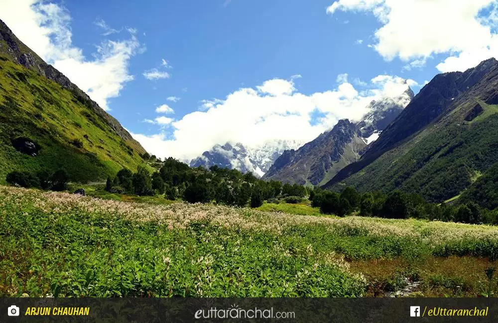 An alluring view of valley of flower with dense Vegetation.. Pic: Arjun Chauhan (Facebook)