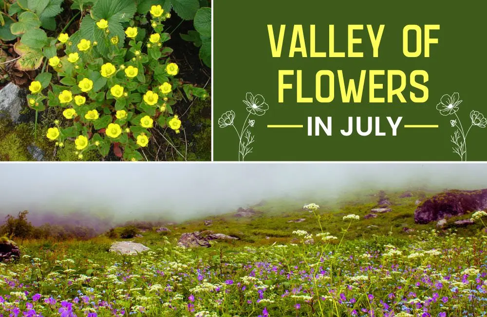 Valley of flowers In July