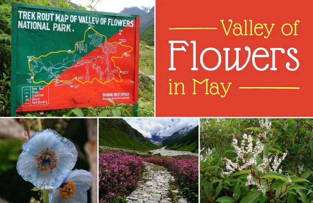 Valley of flowers in May