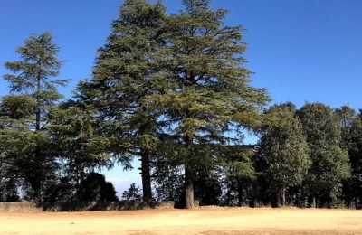 Cricket Ground in Abbott Mount