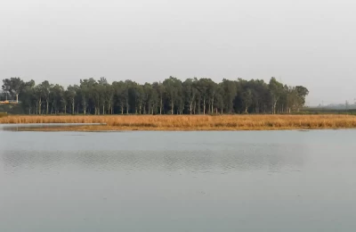 Trees on the lake side of Assan Barrage Bird Sanctuary, Dehradun Uttarakhand
