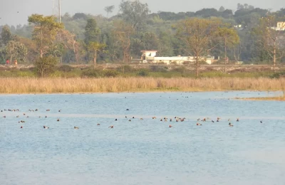 Birds in Assan Barrage Bird Sanctuary, Dehradun