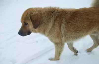 Dog walking on the Snow in Auli
