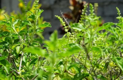 Badri Tulsi in Badrivan