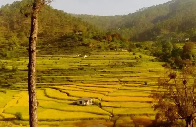 Step farming in Bageshwar. 
