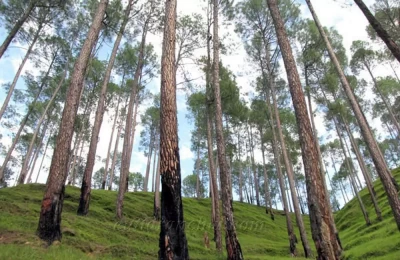 Pine Forest on the way to Bageshwar