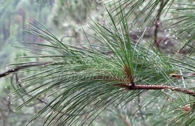 Drops on the pine needles! After the shower on way to Binsar Wildlife Sanctuary