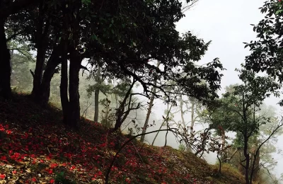 A beautiful misty view of Binsar forest, Almora.