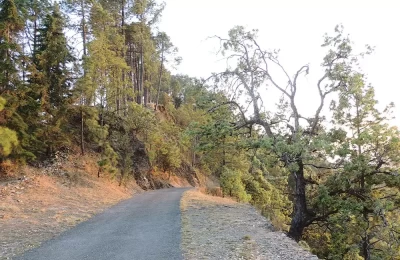 Road to KVMN (Binsar Wildlife Sanctuary)