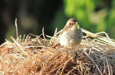 A little sparrow is busy in collecting food, at Binsar bird sanctuary.